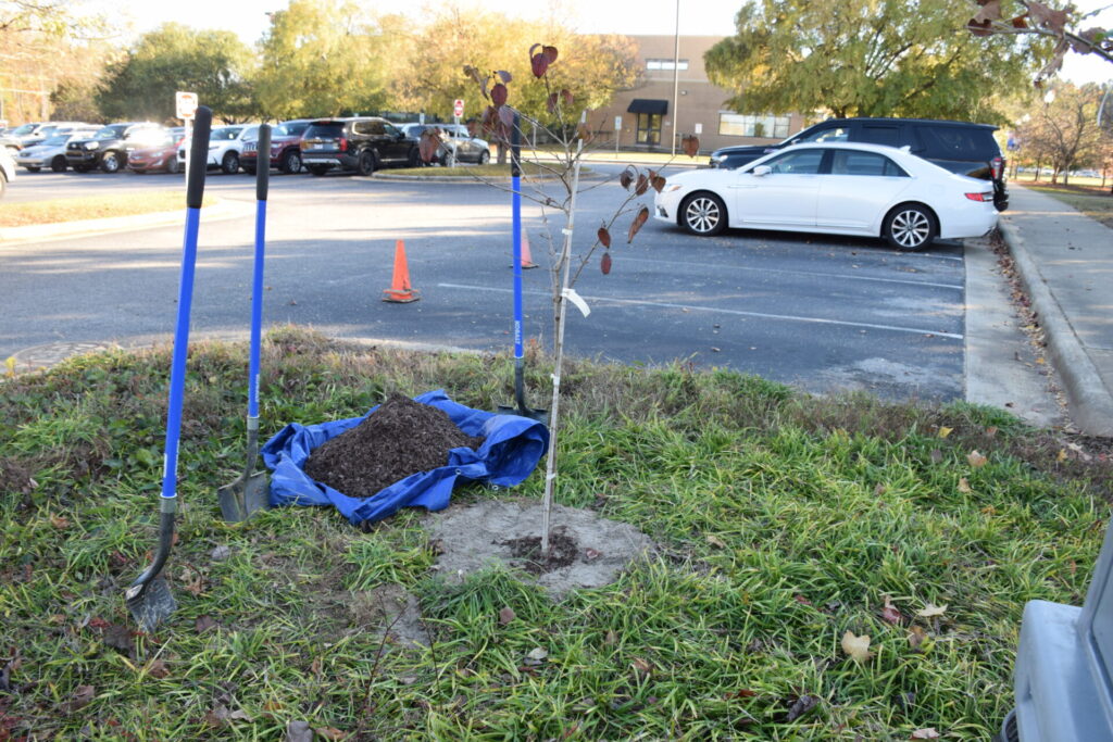 Photo of the planted tree.